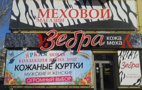 Зебра